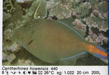 Cantherhines howensis